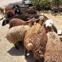 با ماهر ترین قصاب زنده در محل