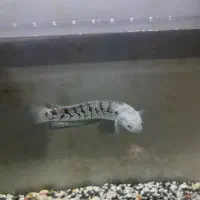 چانا آسیا با آکواریومش|ماهی|تهران, تهرانپارس شرقی|دیوار