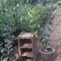 یاس هلندی گل زینتی