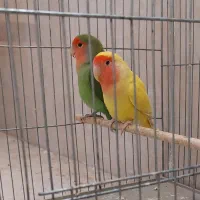 برزیلی مولد