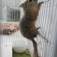 قفس سنجاب|لوازم جانبی حیوانات|رفسنجان, |دیوار