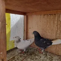 کفتر گرفتنی یه جا ۲۰۰|پرنده|تهران, امام زاده عبدالله|دیوار