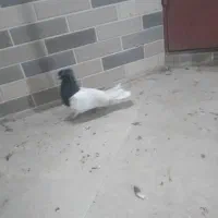 رنگی کفتر کلسفید|پرنده|قم, باغ کرباسی|دیوار