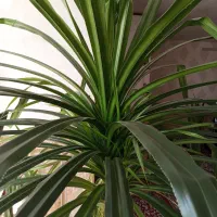 آینه چوب گردو.   گل بزرگ یک متر ونیم‌قد|آینه|گلبهار, شهر جدید گلبهار|دیوار