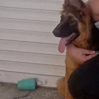 سگ ژرمن|سگ|محمودآباد, |دیوار