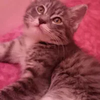 بچه گربه اسکاتیش