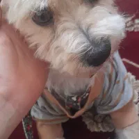 سگ پاکوتاه|سگ|بیرجند, |دیوار