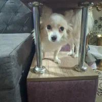 سگ اشپیتز