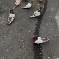 کبوتر سینه ای و دمبی