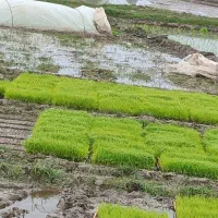 فروش توم بجار علی کاظمی فومن