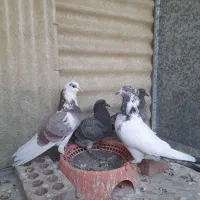 جوجه کبوتر پرشی|پرنده|ری, شهرری|دیوار