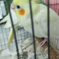 عروس هلندی|پرنده|شاهین‌شهر, گرگاب|دیوار