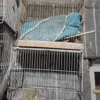 قفس پرنده|لوازم جانبی حیوانات|مشهد, شهید قربانی|دیوار