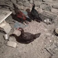 دو عدد مرغ|پرنده|مریوان, |دیوار