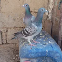 نروماده مگس