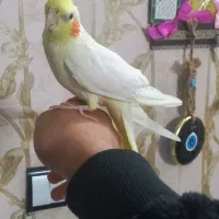 عروس هلندی لوتینو نر دستی مست مست درشت ضمانتی|پرنده|مشهد, طبرسی شمالی|دیوار