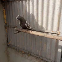 کبوتر. رنگی نر|پرنده|فردیس, نگارستان|دیوار