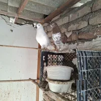 ۴تا کفتر  پرشی تصمین