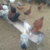 تعداد ۱۵۰تا  خروس همه جوان یک ساله