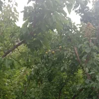 خانه ویلایی دلفارد|فروش خانه و ویلا|درب بهشت, |دیوار