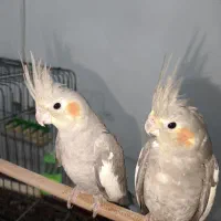 عروس هلندی سرحال