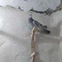 جوجه بدرنگ ۵لقه پریده زمانت نر رفسنجان