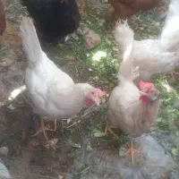 مرغ پا پر|حیوانات مزرعه|شیراز, شهرک سعدی|دیوار
