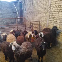 بره نر کشتاری