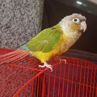 گرینچیک فول دستی با قفس