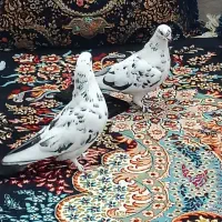 یک جفت کبوتر|پرنده|قشم, |دیوار