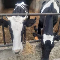 گاو گوشبی|حیوانات مزرعه|شاهدشهر, |دیوار