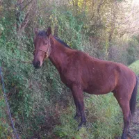 اسب نریان چهارسال|اسب و تجهیزات اسب‌سواری|املش, |دیوار