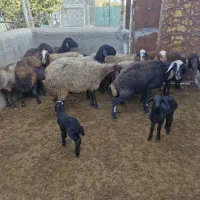 میش بره|حیوانات مزرعه|فرمهین, |دیوار