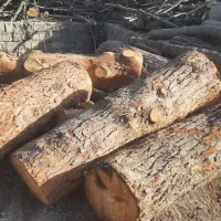 خریدار چوب تر و خشک|خدمات باغبانی و درختکاری|پارسآباد, |دیوار