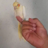 پرنده عروس هلندی