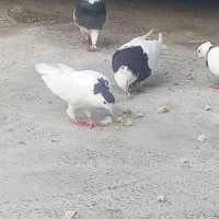 کبوتر|پرنده|گرگان, |دیوار