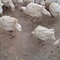 مرغو خروس وبوقلمون بیوتی 6 فوق سنگین|حیوانات مزرعه|الوند, |دیوار