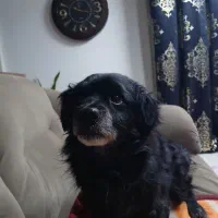 واگذاری سگ اشپیتز