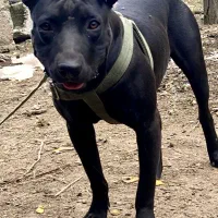 سگ پیتبول|سگ|ماسال, |دیوار