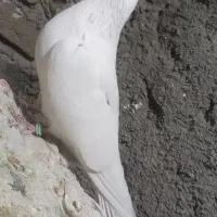 نر و ماده ساعت سنگین تضمینی