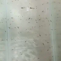 ماهی گوپی . مولد . بچه ماهی