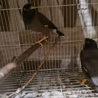 یک جفت مرغ مینا بالغ کار داده|پرنده|گرگان, |دیوار