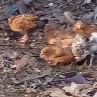 جوجه محلی سه هفته ای|حیوانات مزرعه|رشت, پیرکلاچای|دیوار