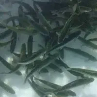 فروش بچه ماهی و پرواری
