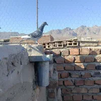 ابلغ مگس ماده