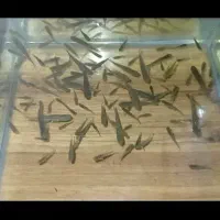 گوپی مولد|ماهی|اردبیل, |دیوار