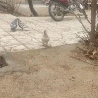 کفتر هفرنگ سیاه