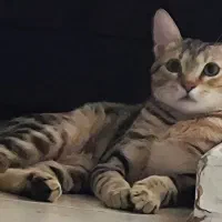 گربه گمشده به نام‌ چیتا