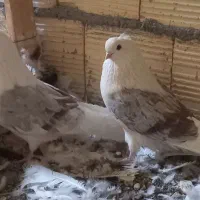 یک جفت کفتر دوکت نوک ریز