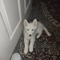 هاسکی چشم آبی